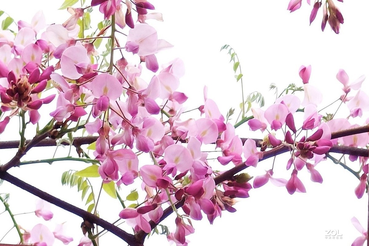 【紫藤花开】——摄于上海嘉定紫藤园