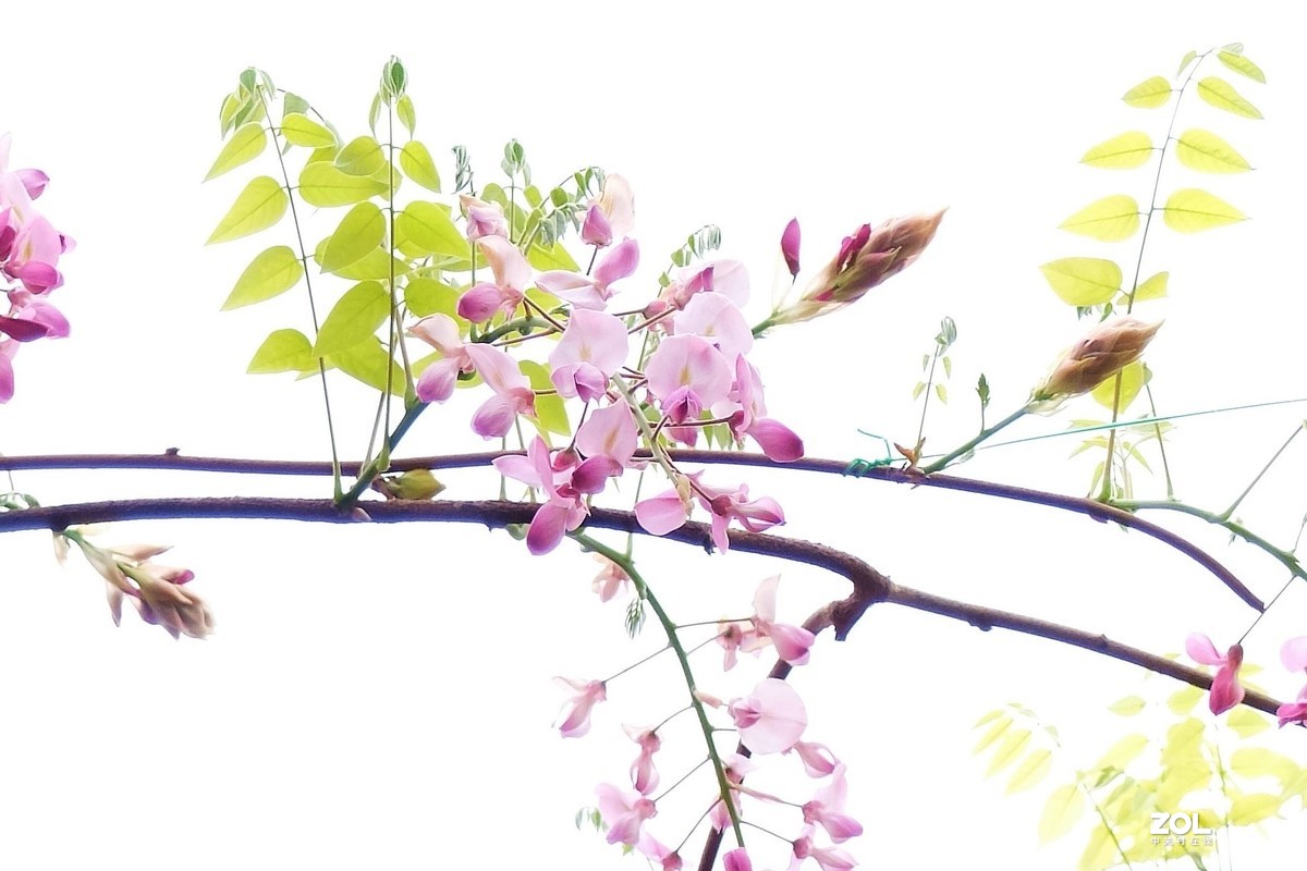 【紫藤花开】——摄于上海嘉定紫藤园