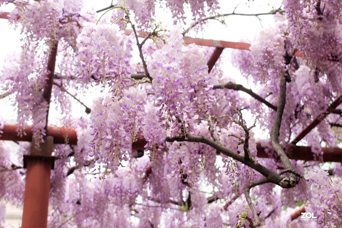 【紫藤花开】——摄于上海嘉定紫藤园
