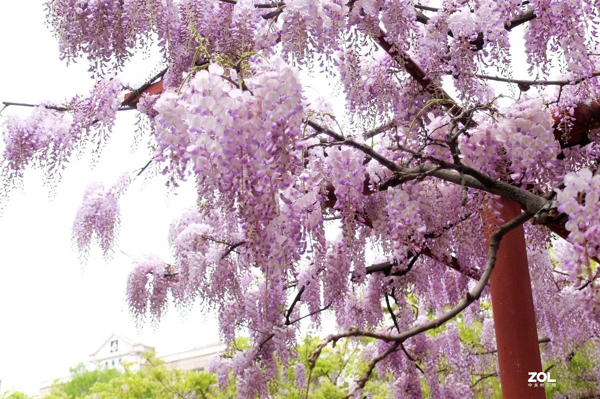 【紫藤花开】——摄于上海嘉定紫藤园