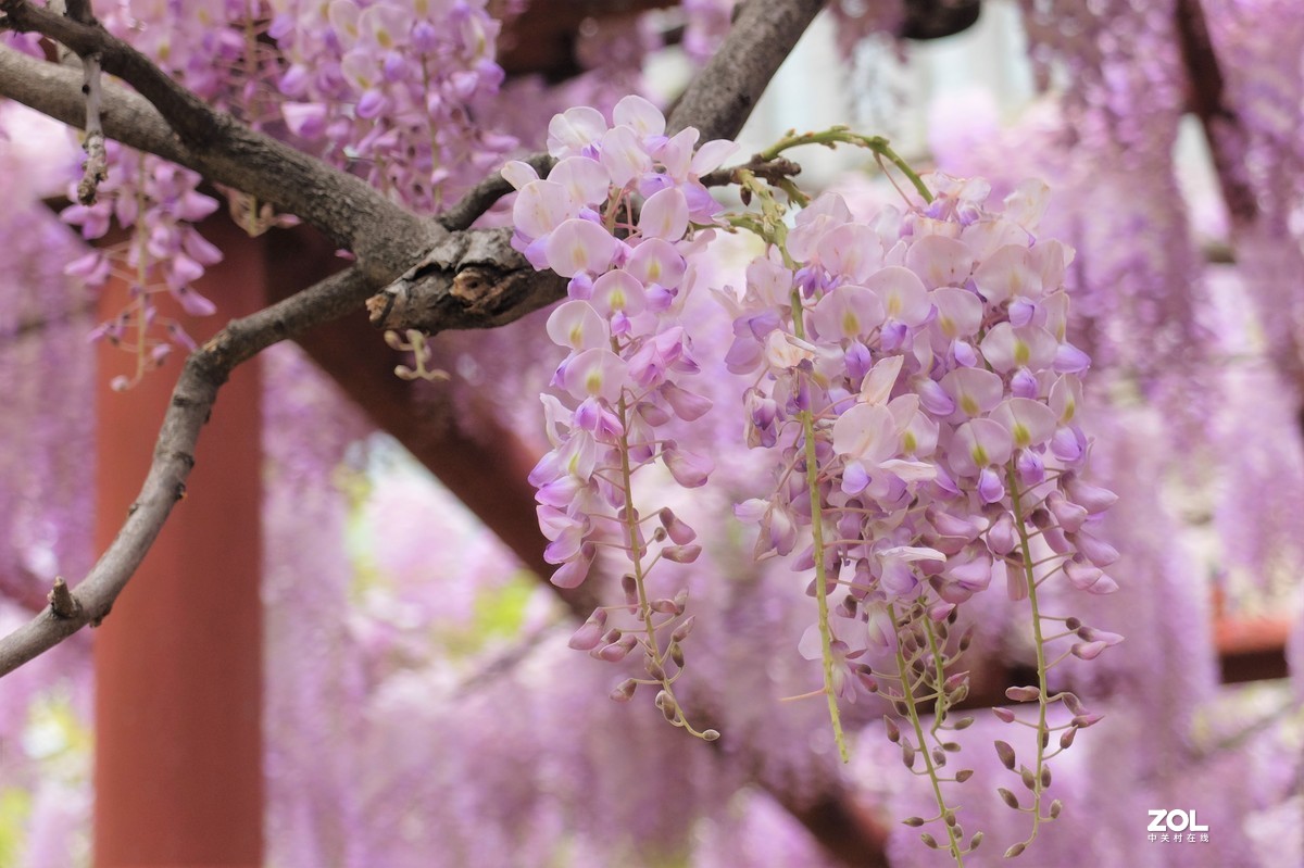 【紫藤花开】——摄于上海嘉定紫藤园