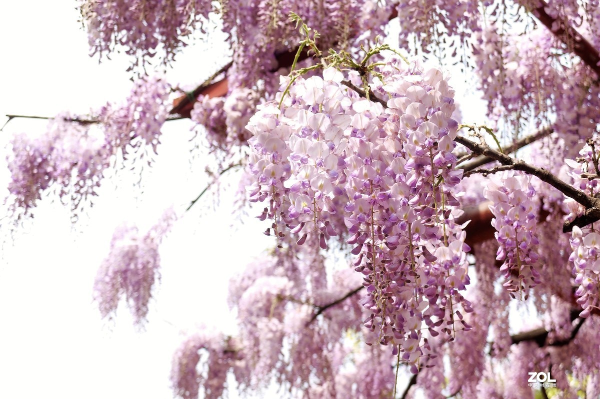 【紫藤花开】——摄于上海嘉定紫藤园