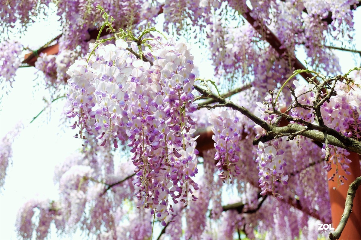 【紫藤花开】——摄于上海嘉定紫藤园
