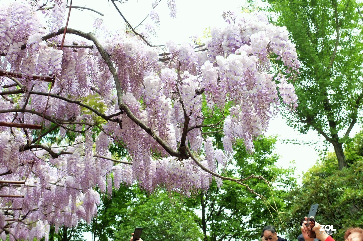 【紫藤花开】——摄于上海嘉定紫藤园