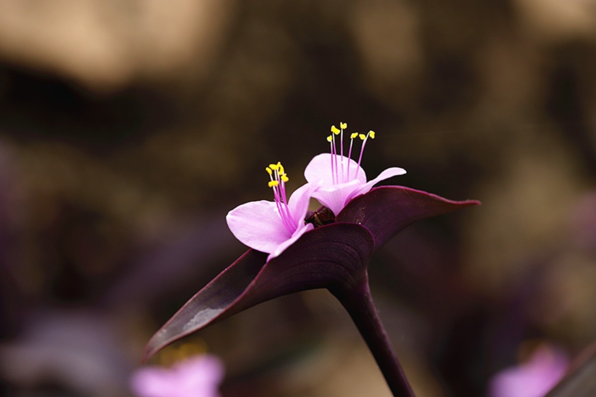 暖春紫竹梅花开