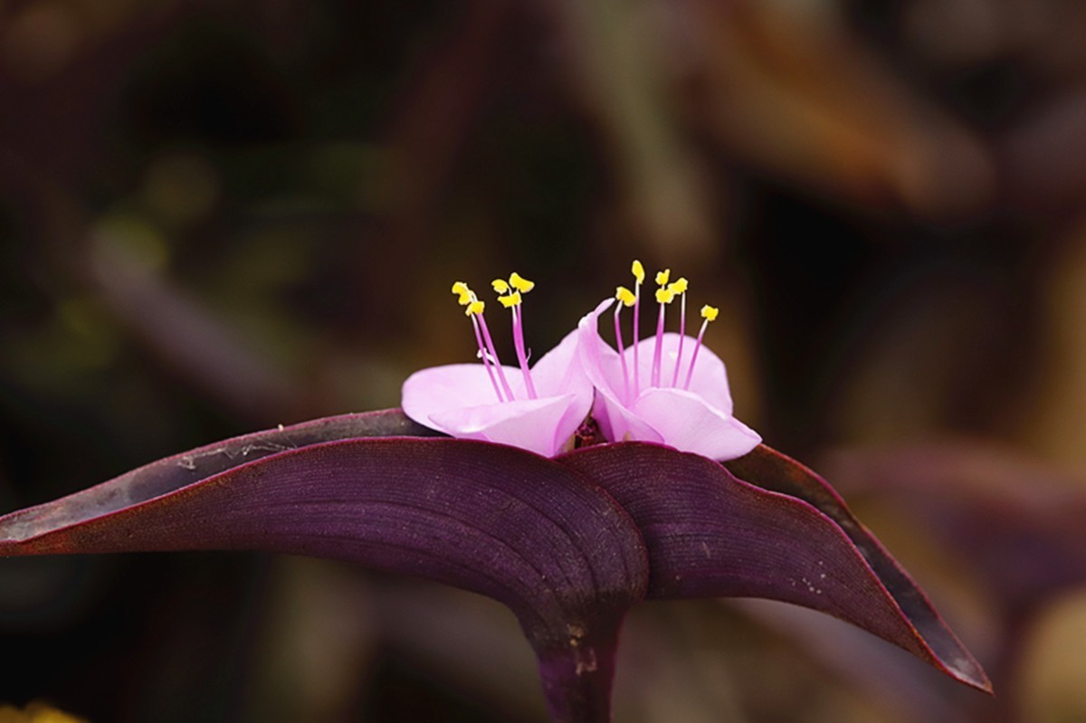 暖春紫竹梅花开