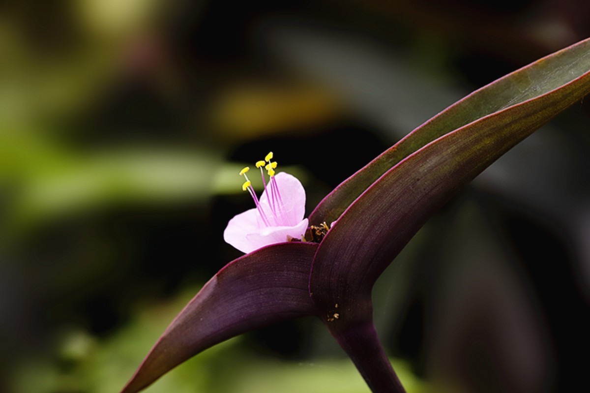 暖春紫竹梅花开