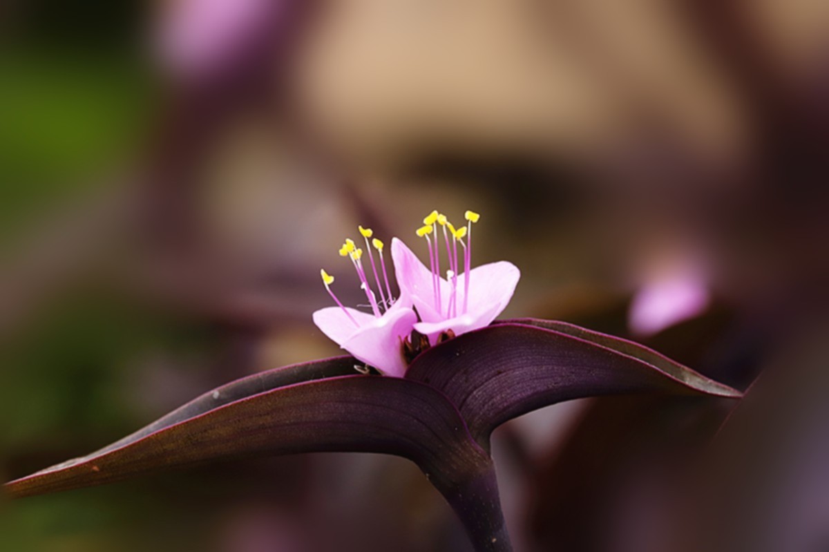 暖春紫竹梅花开