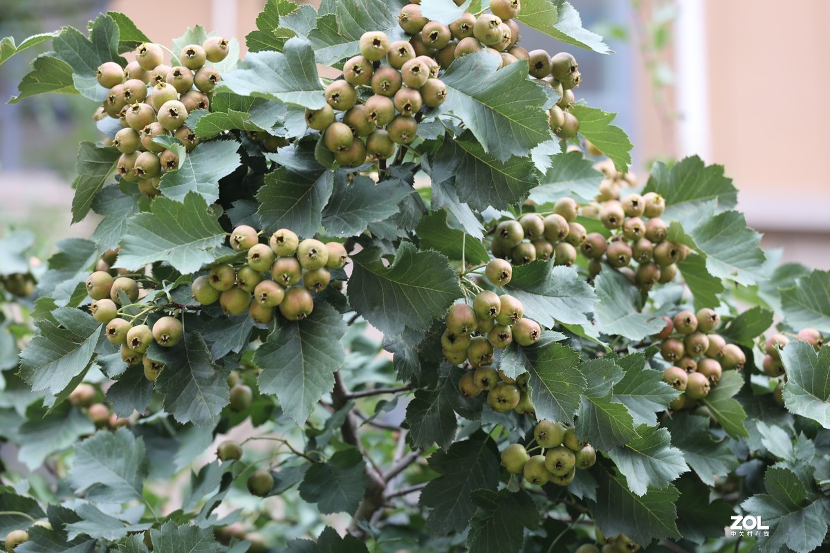 2019.8【秋】随拍