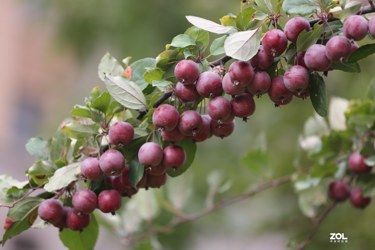 2019.8【秋】随拍