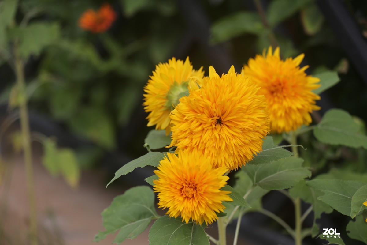 2019.8【秋】随拍