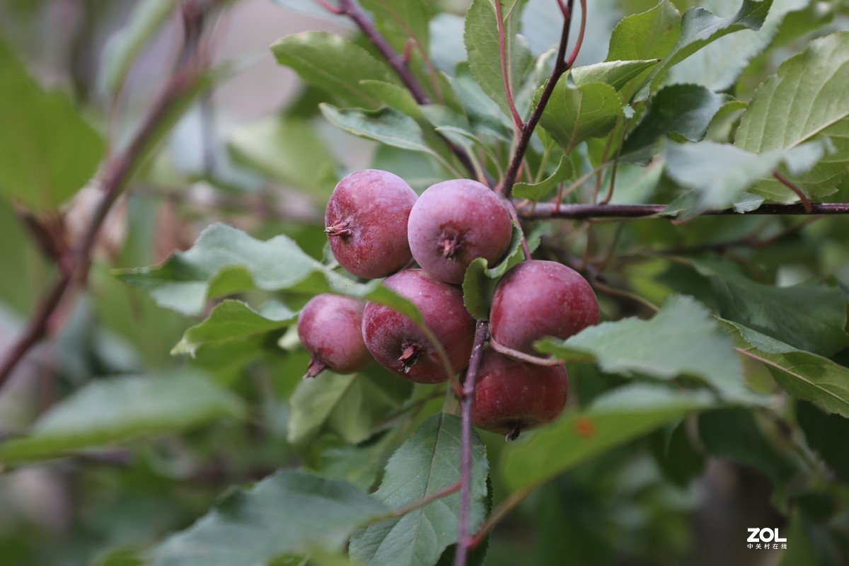 2019.8【秋】随拍