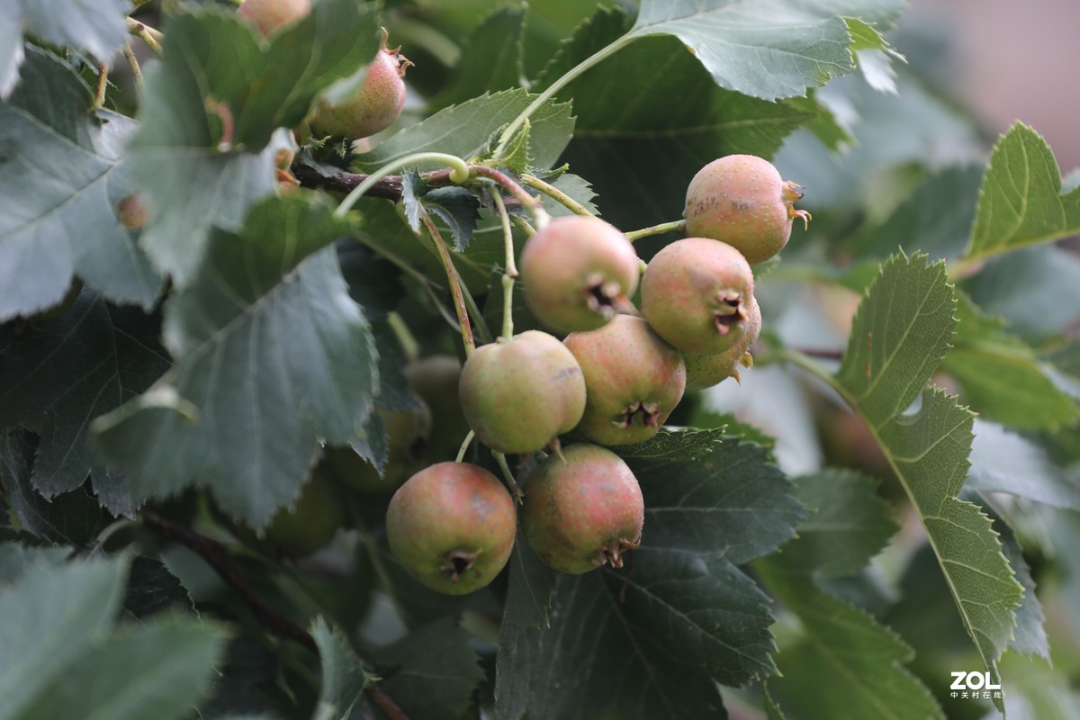 2019.8【秋】随拍