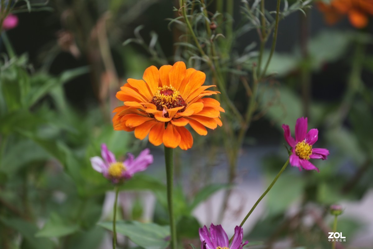 2019.8【秋】随拍