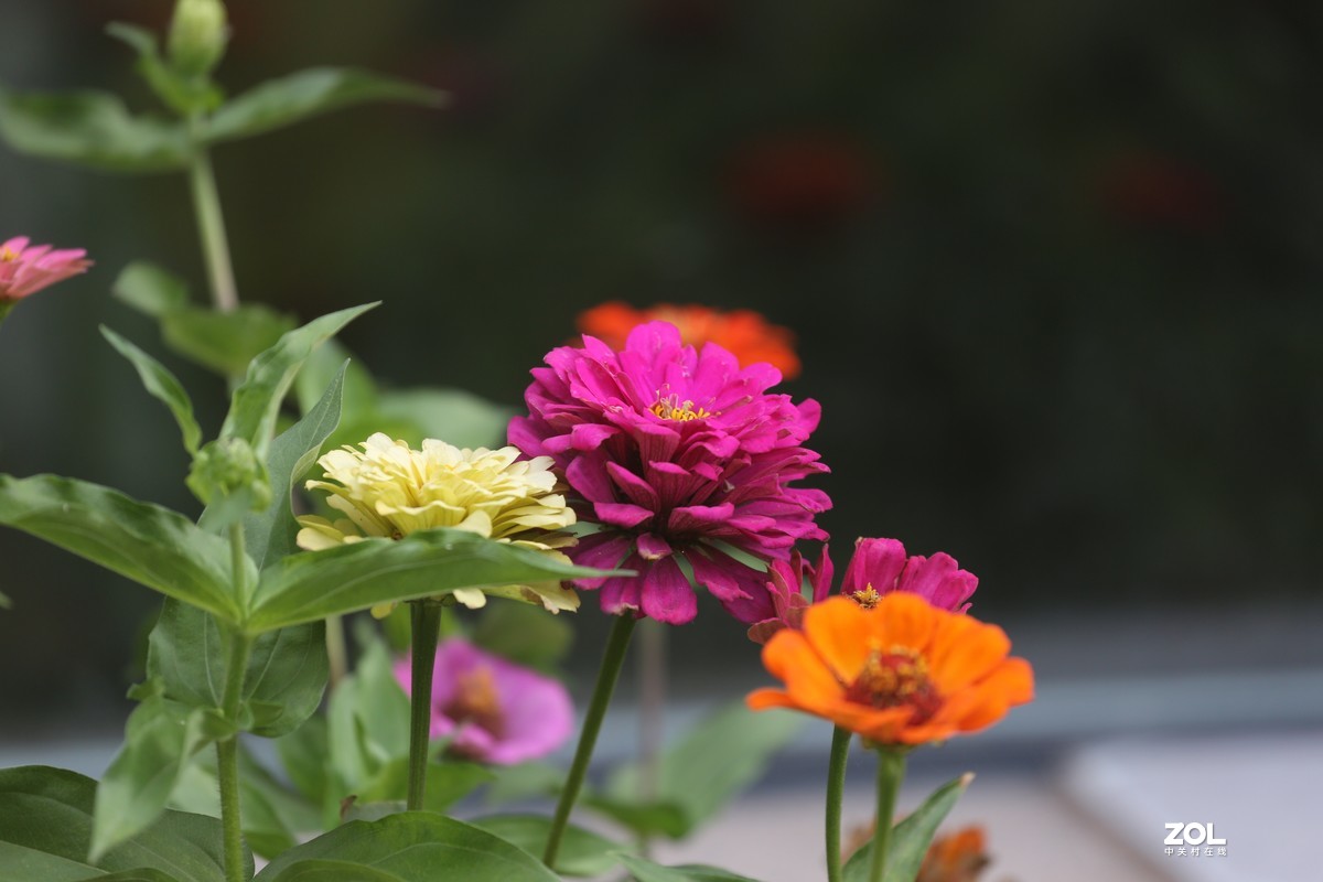 2019.8【秋】随拍