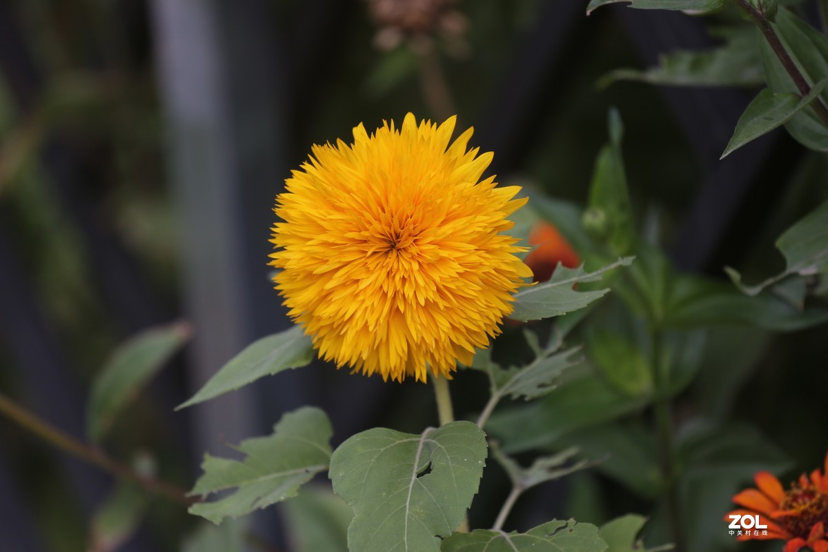 2019.8【秋】随拍