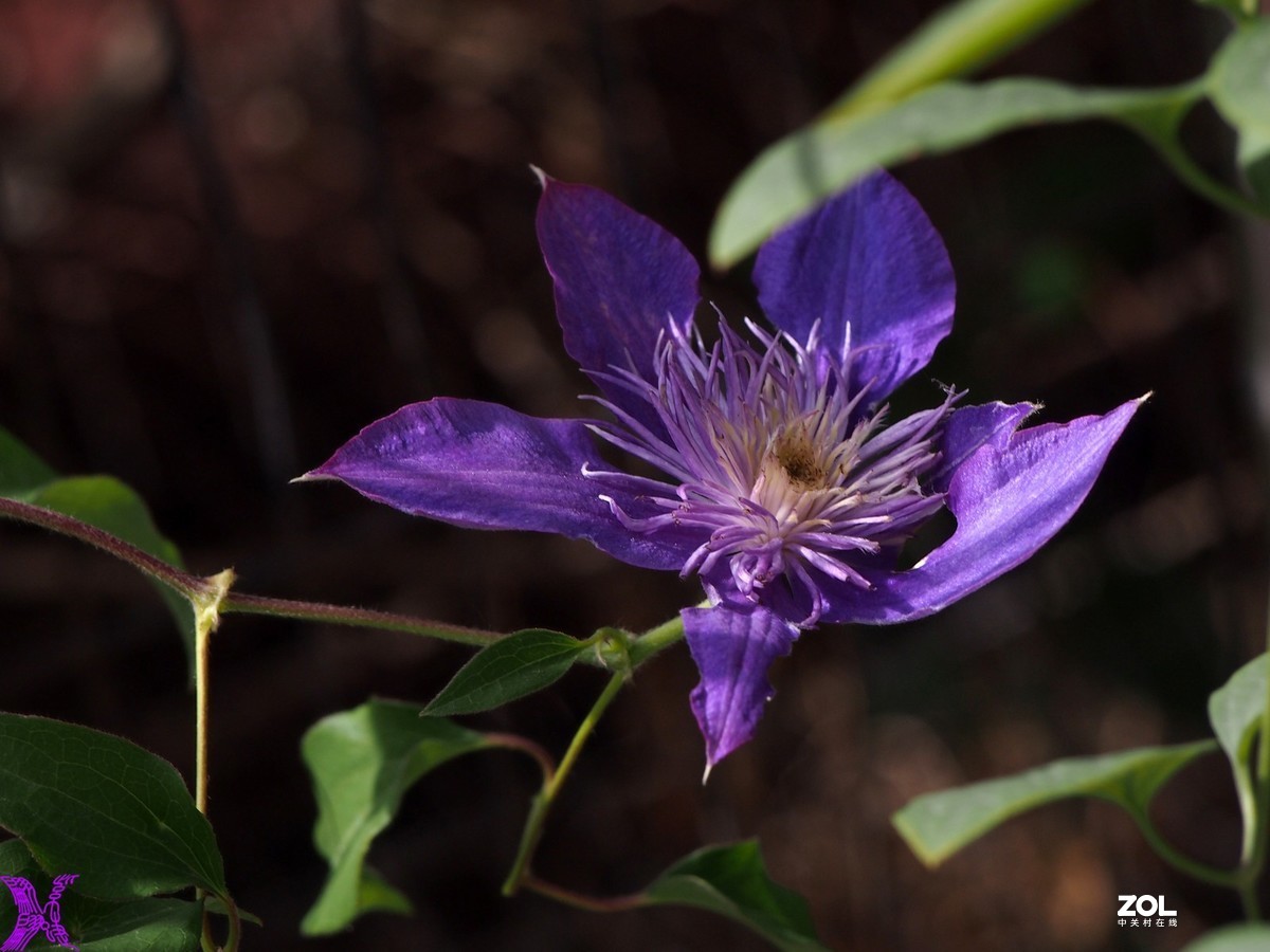 铁线莲开花轮番拍（4）