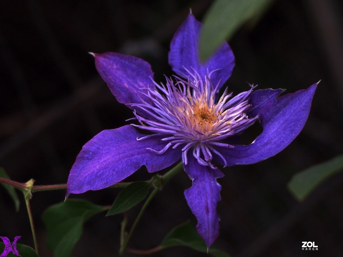 铁线莲开花轮番拍（4）