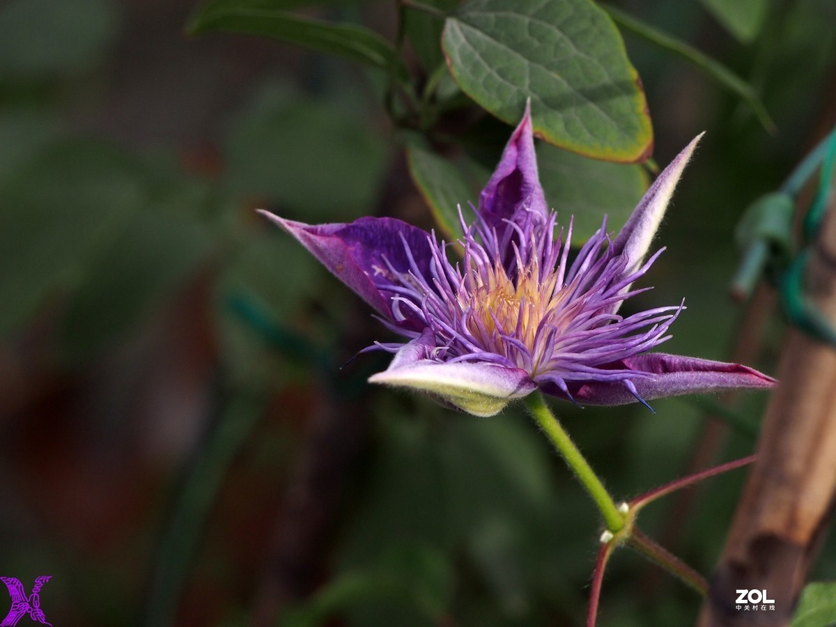 铁线莲开花轮番拍（4）