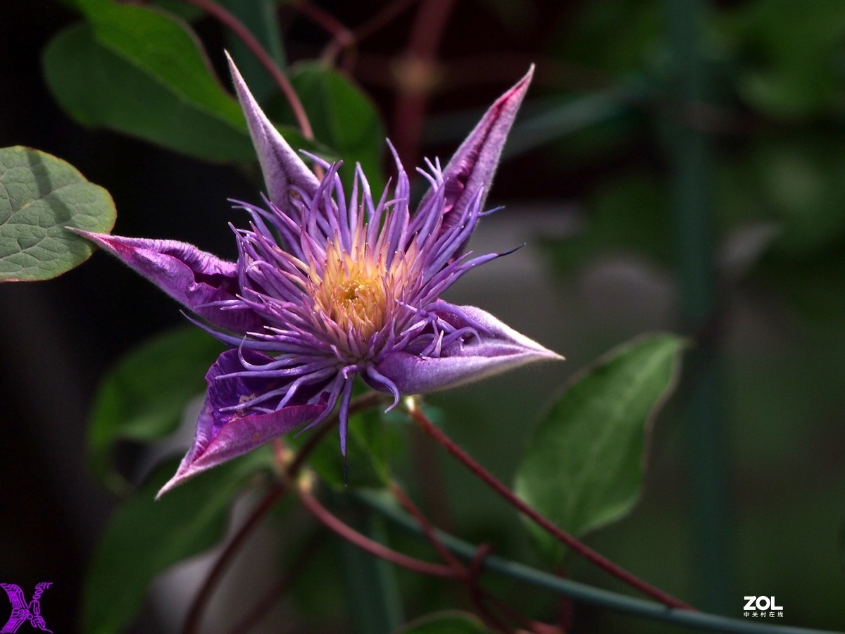 铁线莲开花轮番拍（4）
