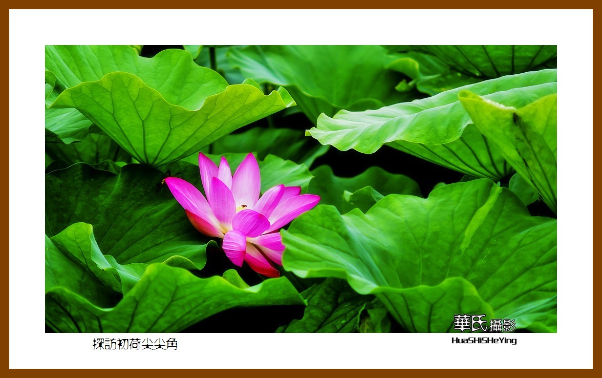 色眼看花——探访初荷尖尖角（庆祝中国共 产 党百年华诞）