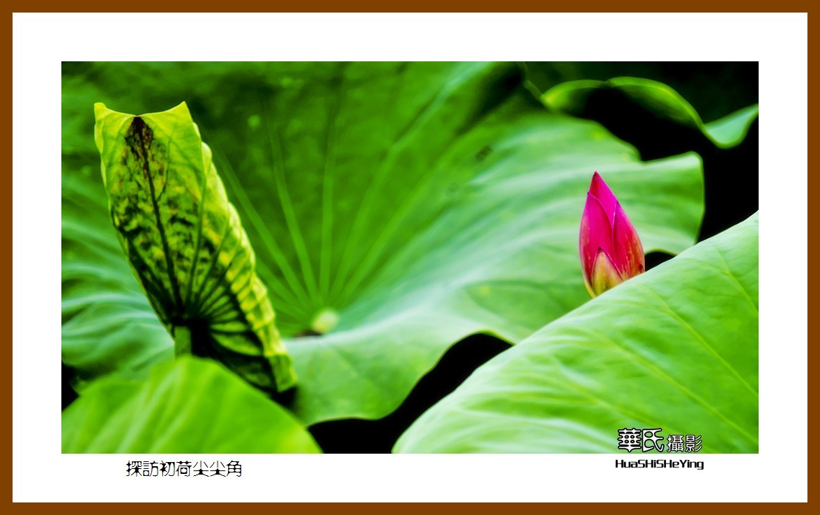 色眼看花——探访初荷尖尖角（庆祝中国共 产 党百年华诞）