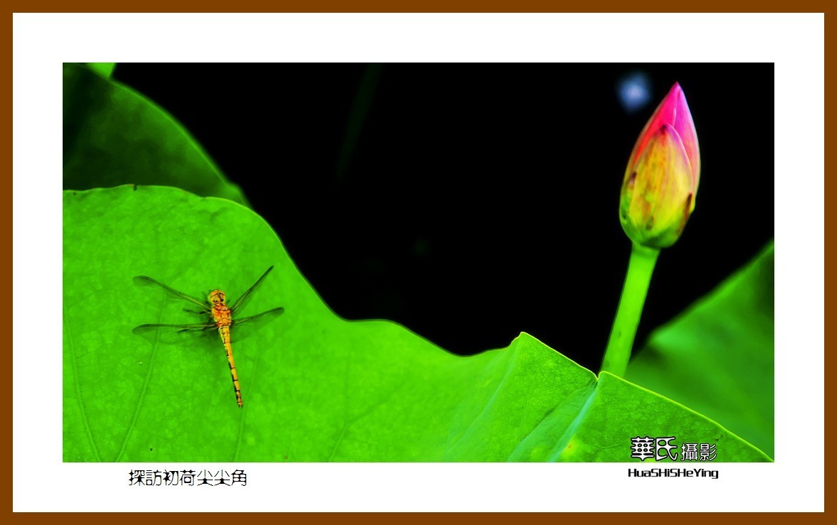 色眼看花——探访初荷尖尖角（庆祝中国共 产 党百年华诞）