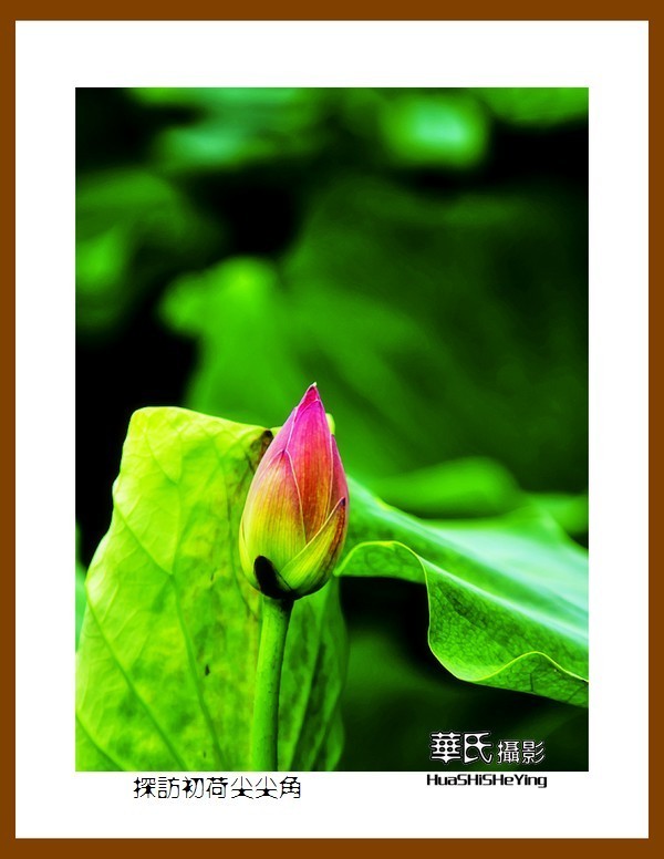 色眼看花——探访初荷尖尖角（庆祝中国共 产 党百年华诞）