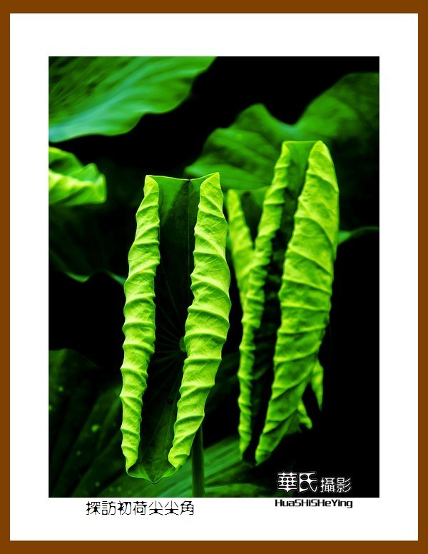 色眼看花——探访初荷尖尖角（庆祝中国共 产 党百年华诞）