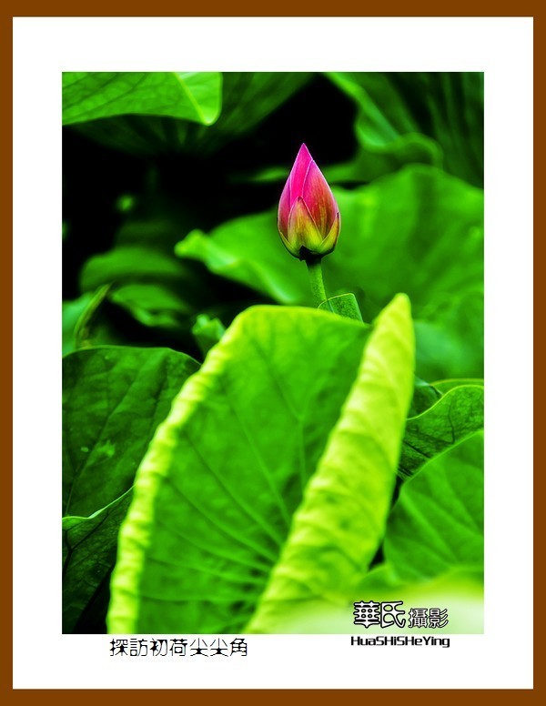 色眼看花——探访初荷尖尖角（庆祝中国共 产 党百年华诞）