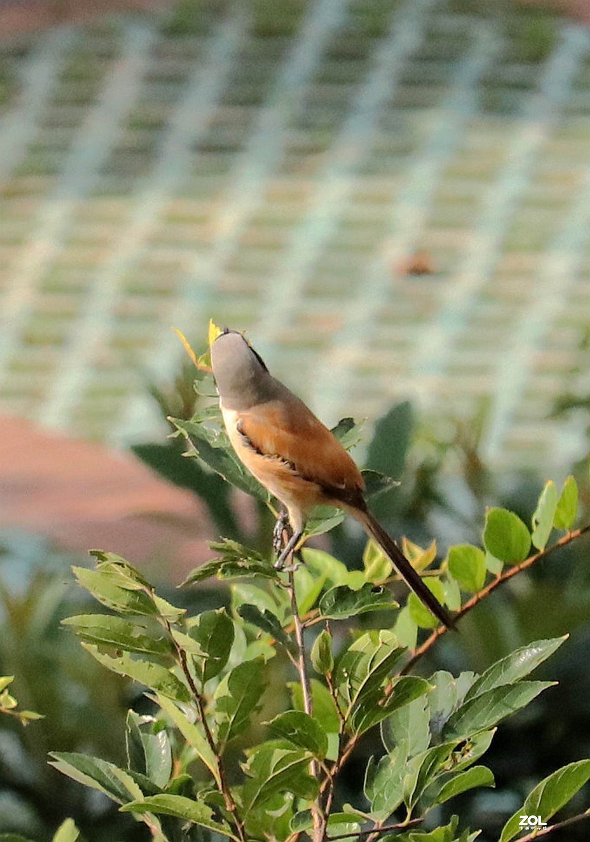 俯拍树上的伯劳鸟
