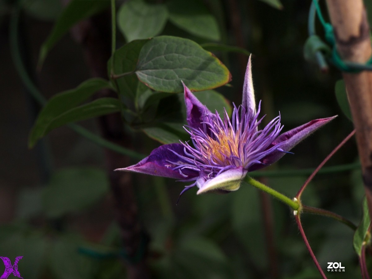 铁线莲开花轮番拍（4）