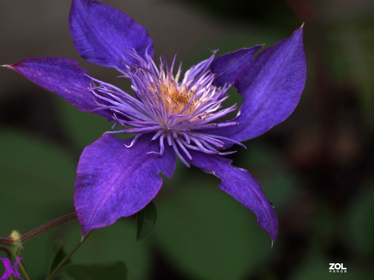 铁线莲开花轮番拍（4）