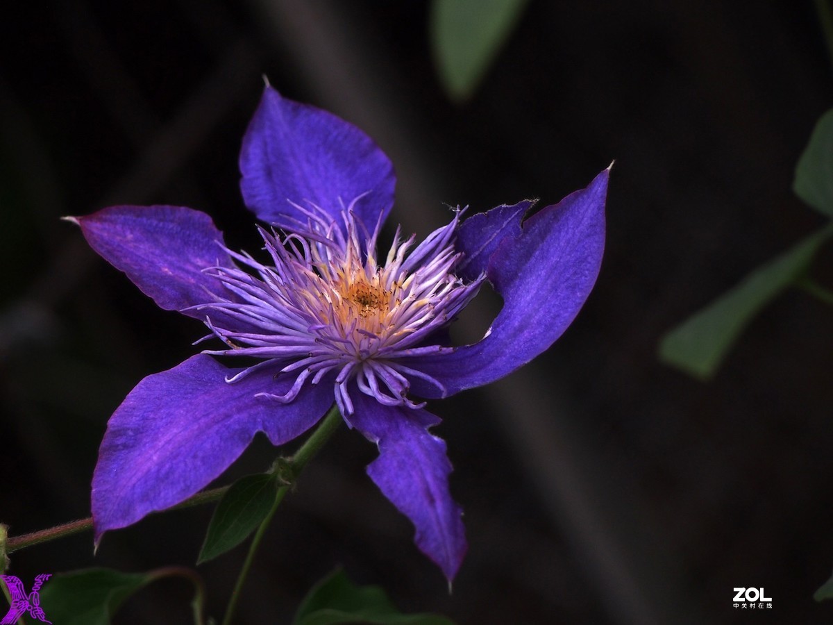 铁线莲开花轮番拍（4）