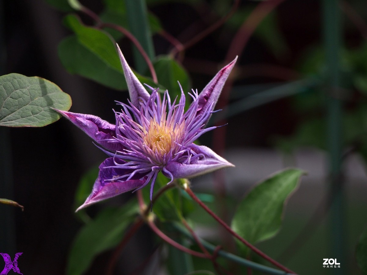 铁线莲开花轮番拍（4）