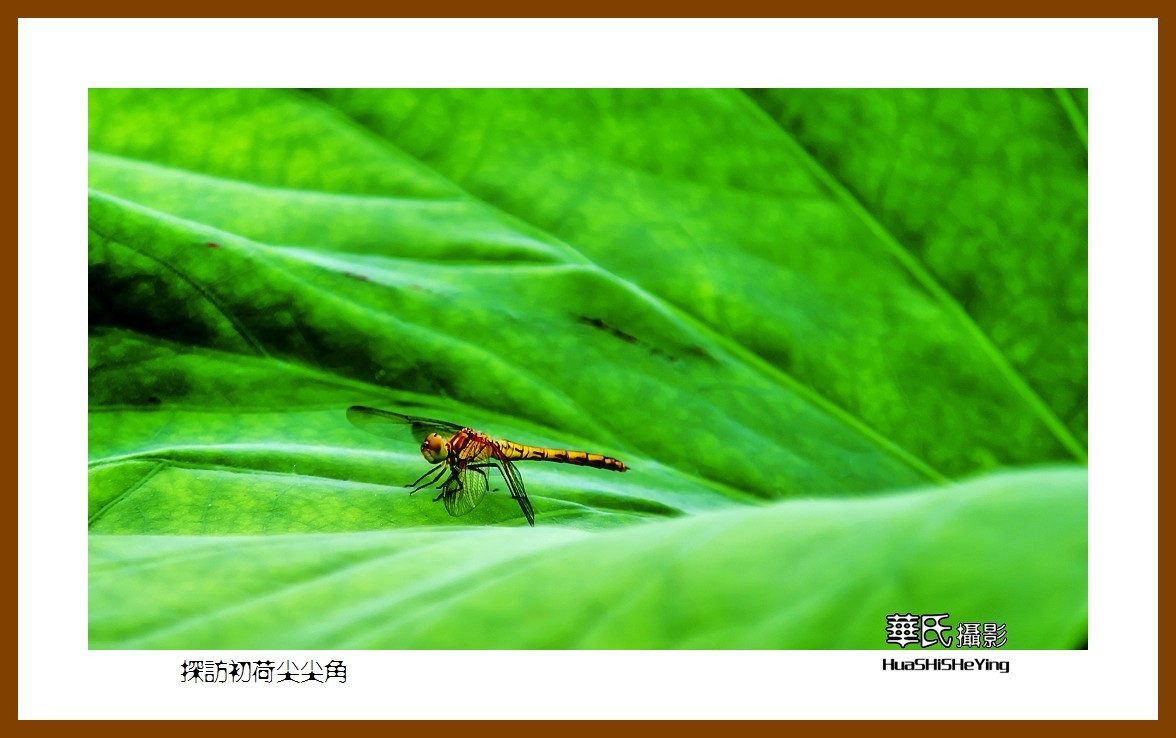 色眼看花——探访初荷尖尖角（庆祝中国共 产 党百年华诞）