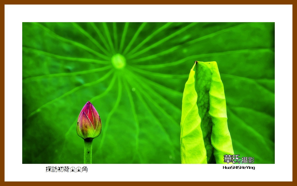 色眼看花——探访初荷尖尖角（庆祝中国共 产 党百年华诞）