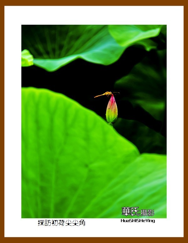 色眼看花——探访初荷尖尖角（庆祝中国共 产 党百年华诞）