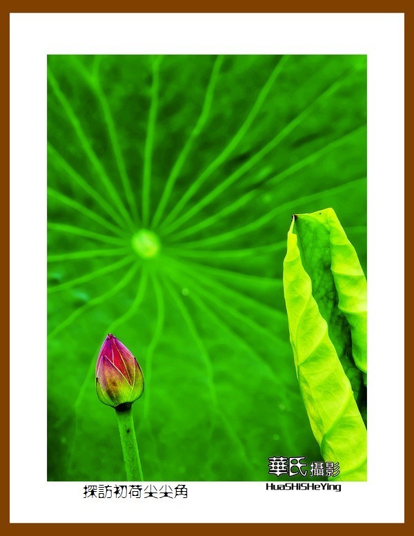 色眼看花——探访初荷尖尖角（庆祝中国共 产 党百年华诞）