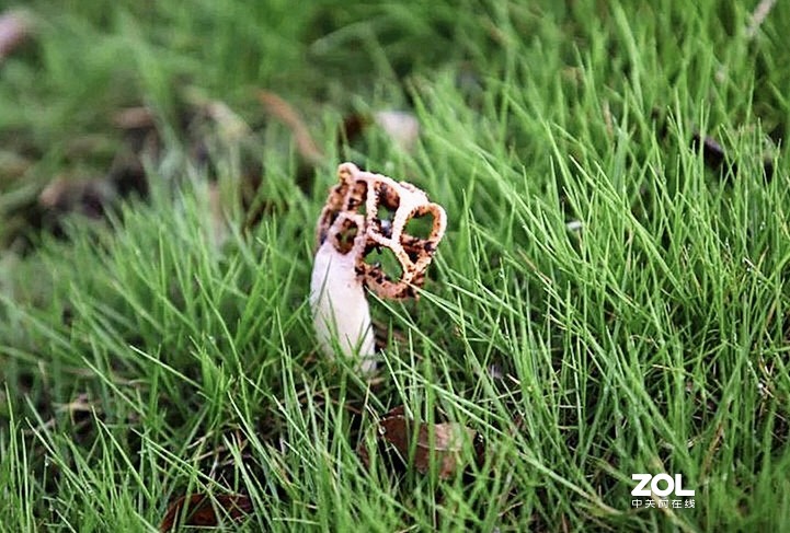 雨后济南小清河边，草地上钻出许多小蘑菇