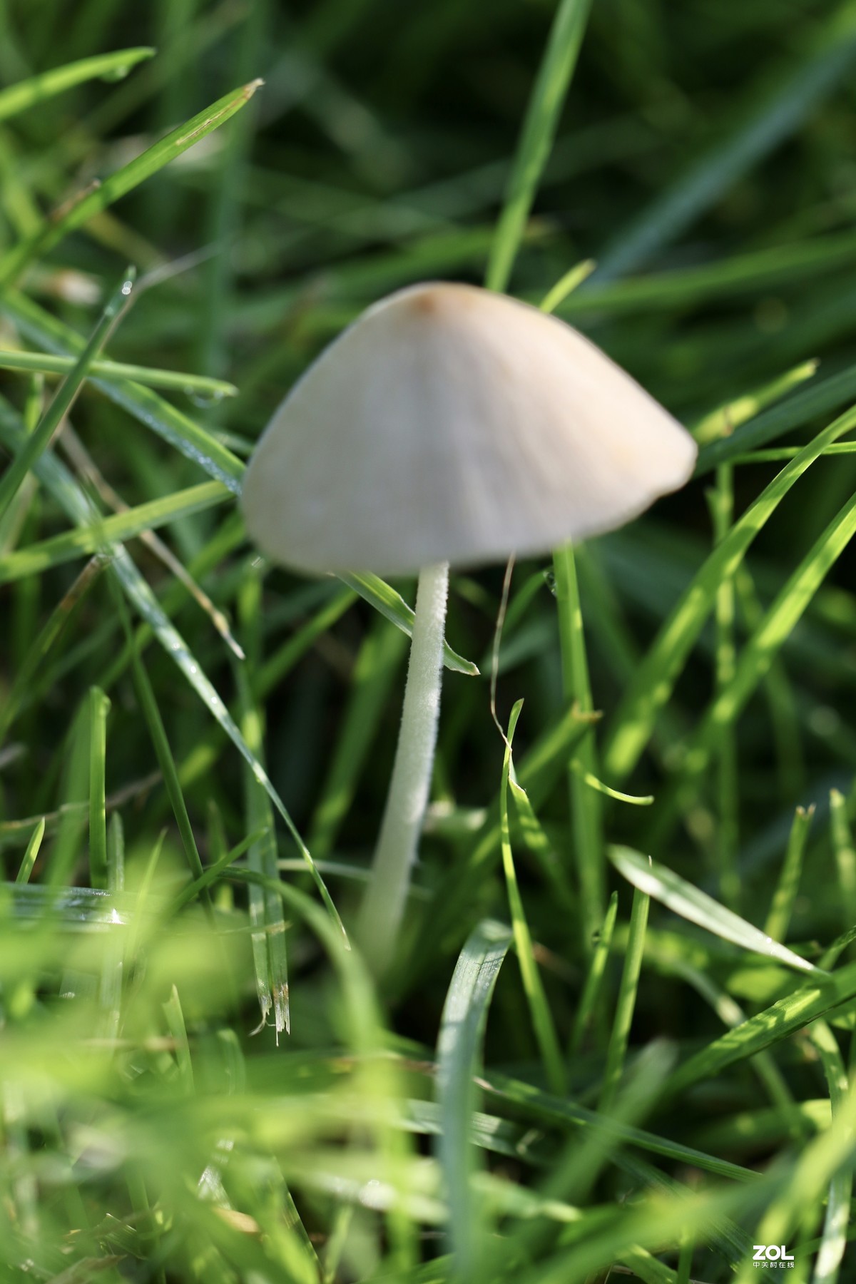 雨后济南小清河边，草地上钻出许多小蘑菇