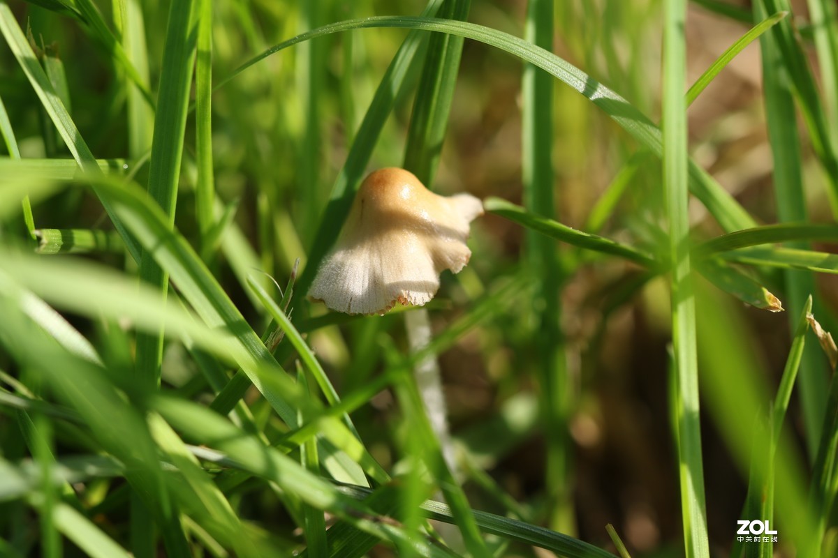 雨后济南小清河边，草地上钻出许多小蘑菇