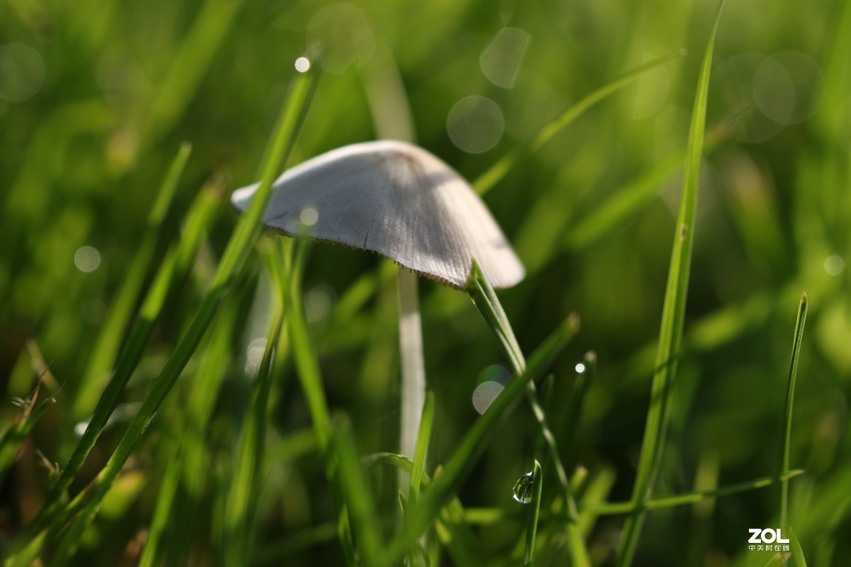 雨后济南小清河边，草地上钻出许多小蘑菇