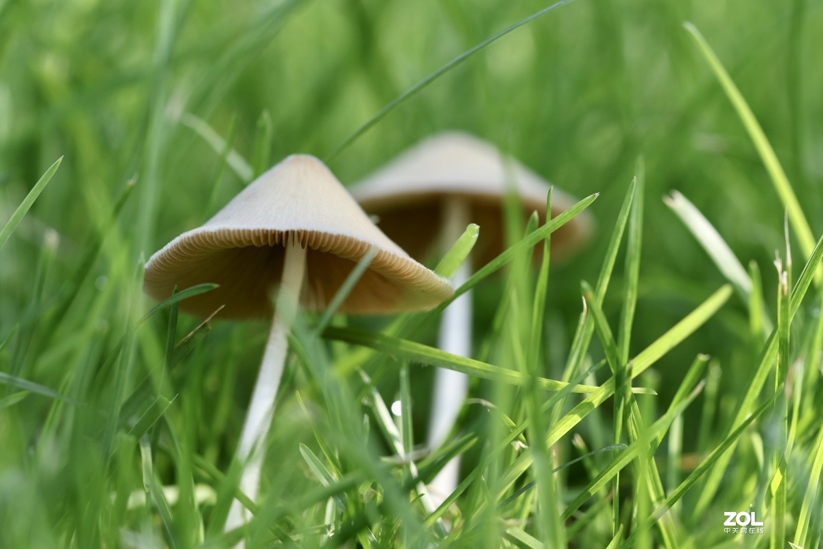 雨后济南小清河边，草地上钻出许多小蘑菇