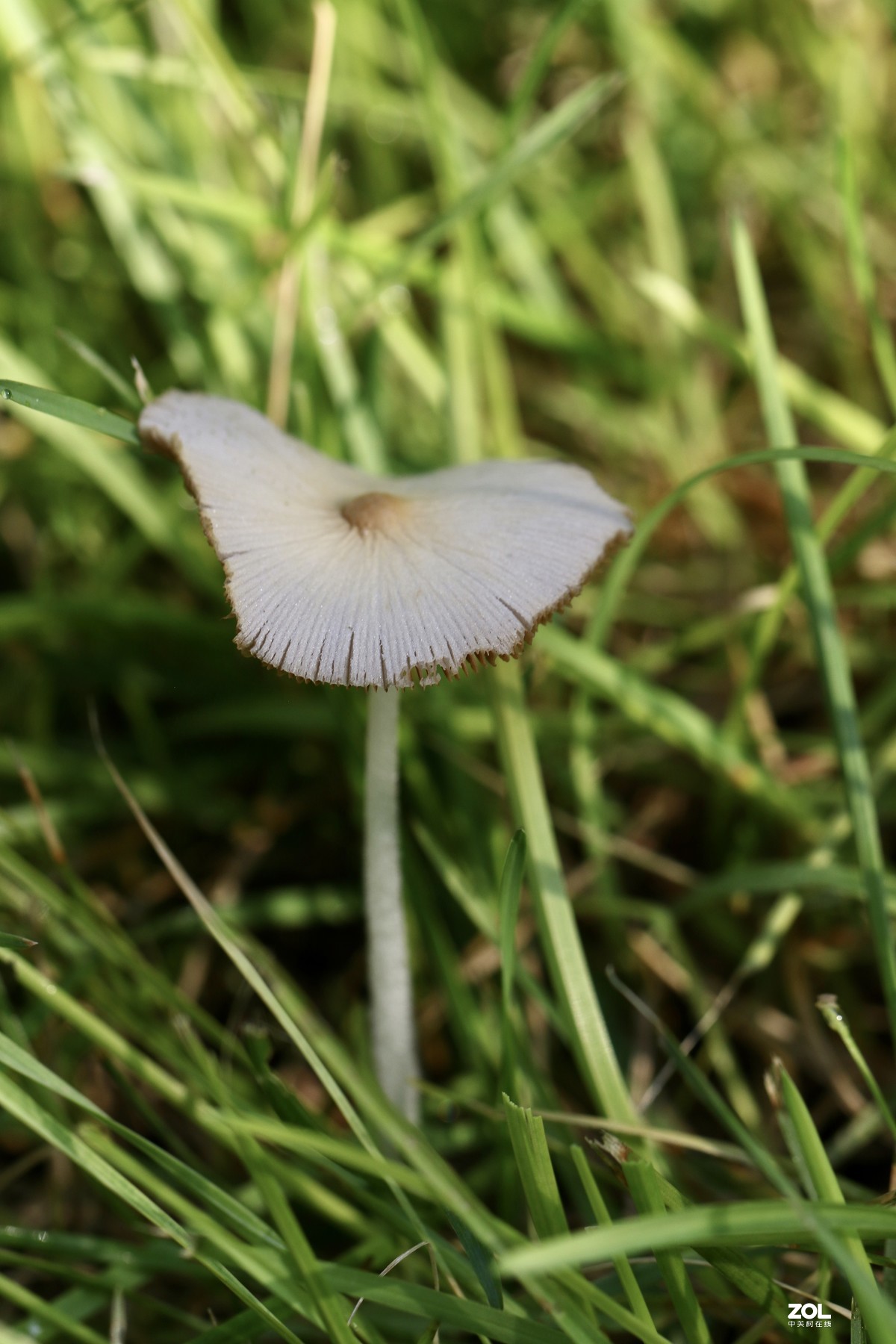 雨后济南小清河边，草地上钻出许多小蘑菇