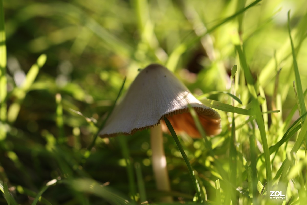 雨后济南小清河边，草地上钻出许多小蘑菇