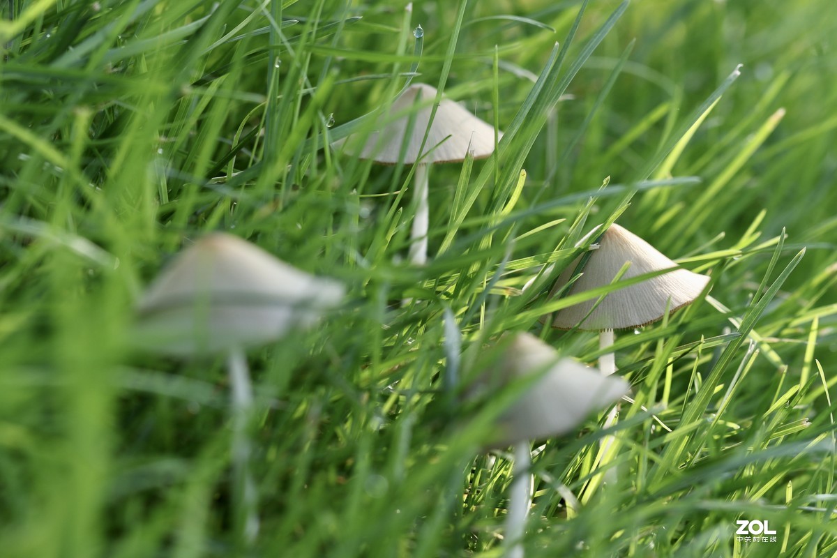 雨后济南小清河边，草地上钻出许多小蘑菇