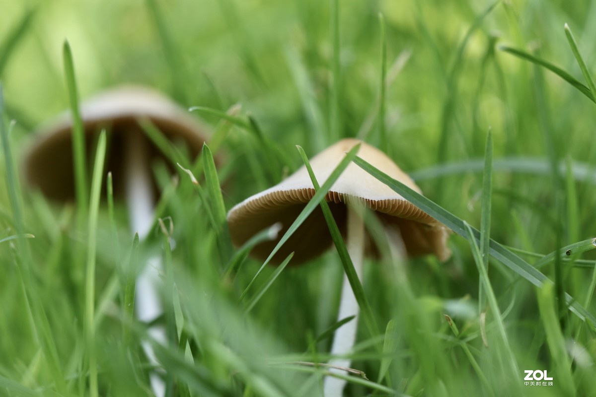 雨后济南小清河边，草地上钻出许多小蘑菇