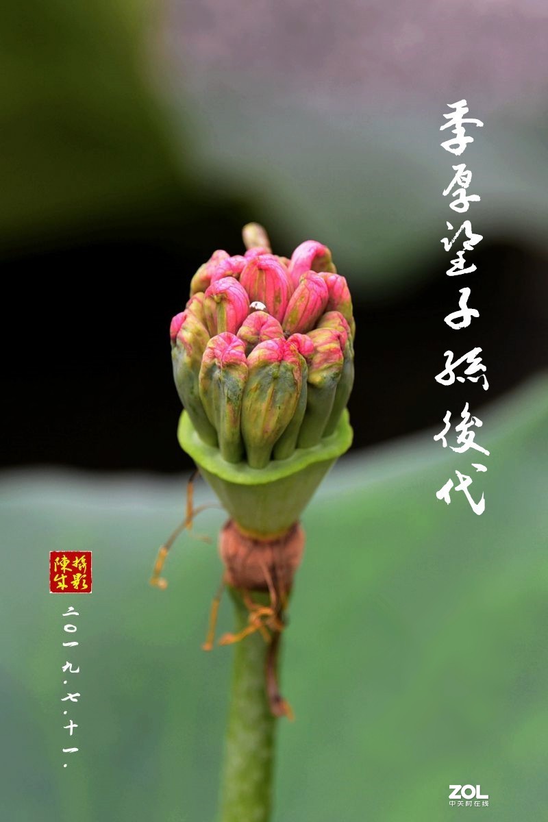 贵港荷展(二)   2020.8.23.发表