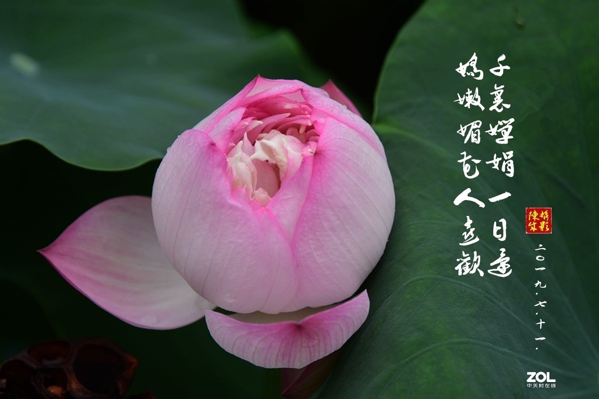 贵港荷展(二)   2020.8.23.发表